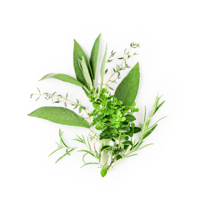 Kräutersträußchen grün